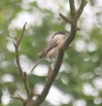 /album/my-local-birding-gallery/willow-tit-2-ossett-jpg/